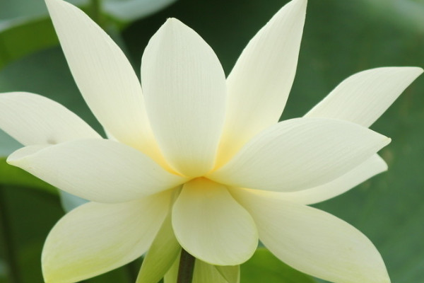 荷花養(yǎng)殖要幾個小時光照