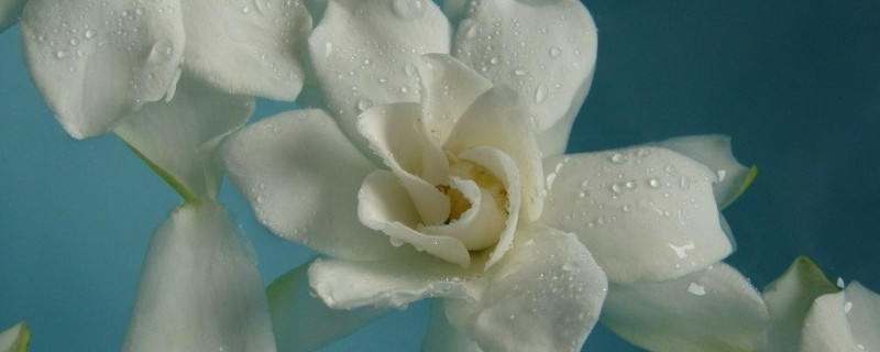 剛買的梔子花怎么養(yǎng)護(hù)