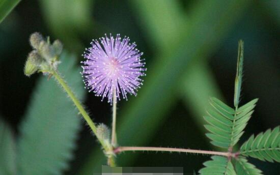 含羞草蔫了怎么辦，教你三種最直觀有效解決方法