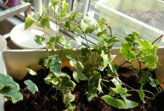 常春藤怎么扦插，做好六大要點存活率百分百