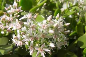 玉樹會開花嗎，玉樹開花的寓意是什么