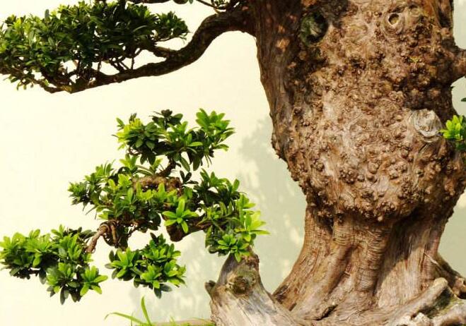 羅漢松最佳修剪時間，常年都可以進行修剪