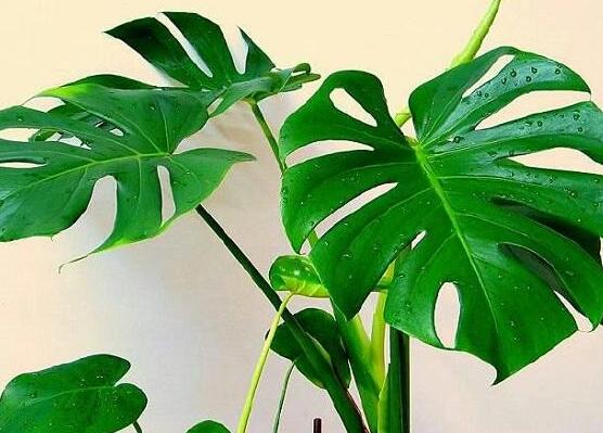 龜背竹的修剪方法圖解，主要以整株、枝頂、整修修剪為主