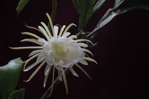 曇花長(zhǎng)氣根怎么處理