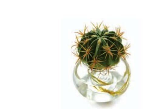 水培仙人球怎么養(yǎng)，教你六個最好步驟快速生根(7天)