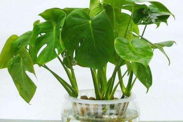 龜背竹可以扦插水培嗎，龜背竹水培扦插方法