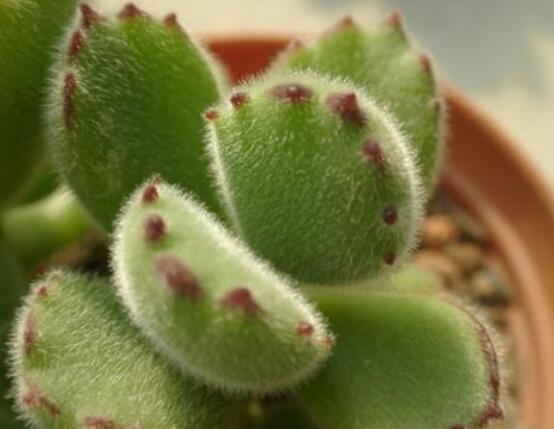 熊童子怎么養(yǎng)出紅爪子，保持足夠光照/做好澆水施肥