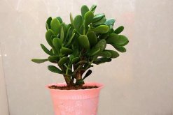 玉樹幾天澆水一次，生長季節(jié)2~3天澆水一次