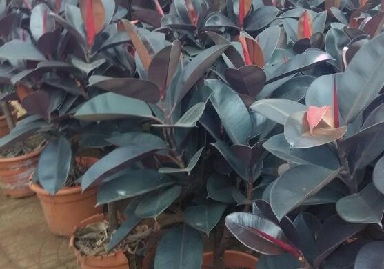 橡皮樹怎么換盆，教你四個簡單易學(xué)的方法