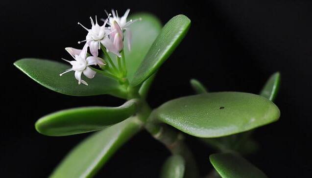 燕子掌植物怎么養(yǎng)，適宜的土壤和水份最關(guān)鍵