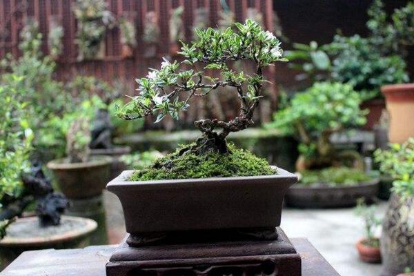 六月雪盆景造型圖解，造型固然重要剪后養(yǎng)護(hù)也不可忽視