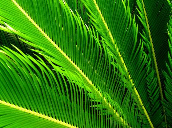 鐵樹怎么繁殖，鐵樹四大繁殖方法