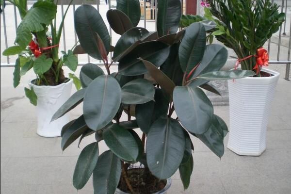 橡皮樹寓意是什么，招財(cái)旺運(yùn)、吉祥如意