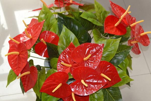 紅掌的花語是什么，代表了熱情、大展宏圖