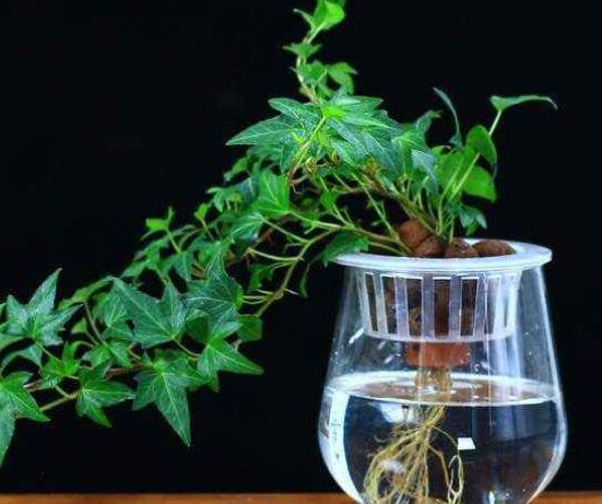 常春藤水培怎么生根快，教你六大方法快速生根