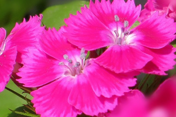 康乃馨水養(yǎng)能養(yǎng)多久