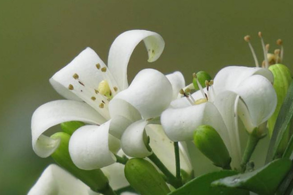 九里香為什么不開(kāi)花