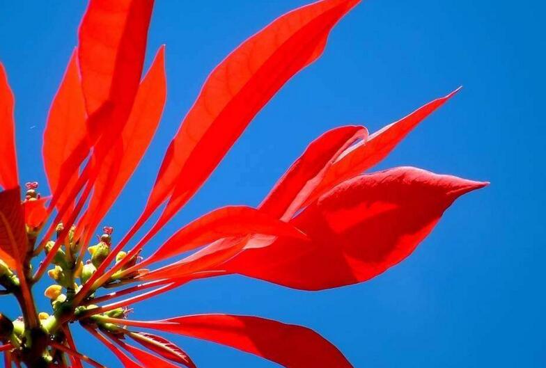 一品紅的寓意，象征冬日中的暖陽