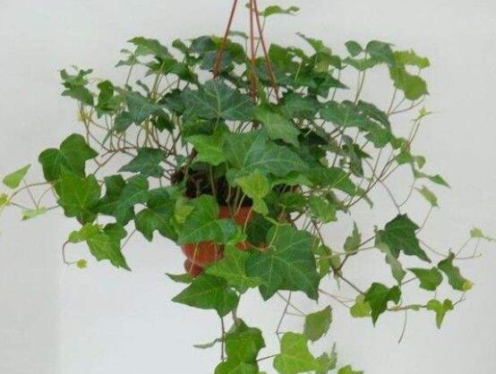 常春藤干枯了還會活嗎，干枯后存活四種解決辦法