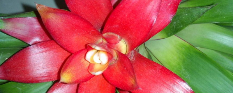 鴻運(yùn)當(dāng)頭花怎樣移植