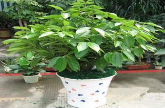 平安樹為什么不發(fā)新芽，三種原因以及解決方法