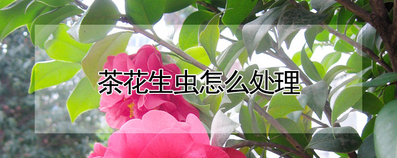 茶花生蟲怎么處理