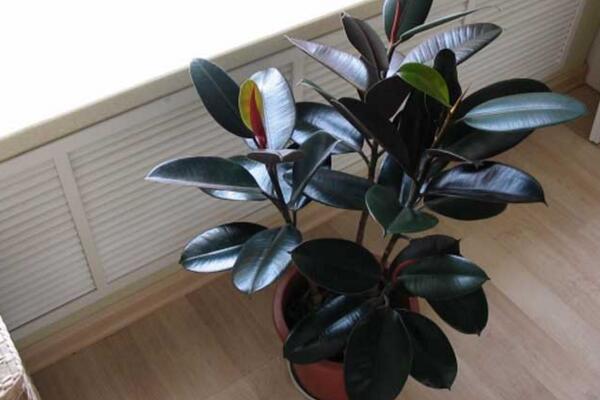 橡皮樹的養(yǎng)殖方法，保證植株生長的5大要點