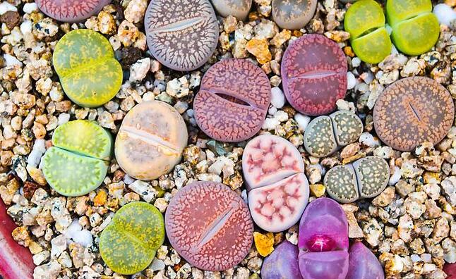 生石花怎么澆水，根據(jù)土壤的干濕程度來衡量澆水程度