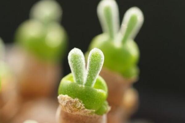 碧光環(huán)怎么養(yǎng)，碧光環(huán)的養(yǎng)殖5大要點