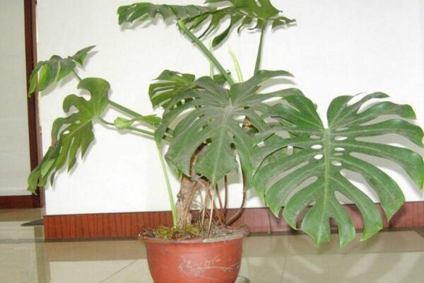 龜背竹氣根水培會(huì)發(fā)芽嗎，氣根植入水中可促進(jìn)植株的生長(zhǎng)