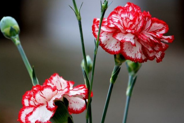 康乃馨能水養(yǎng)嗎