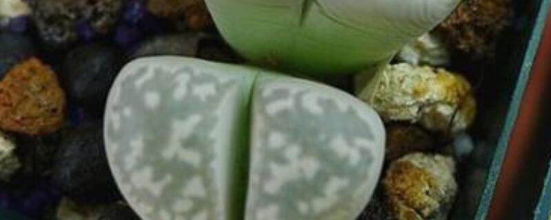 怎么辨認(rèn)生石花品種