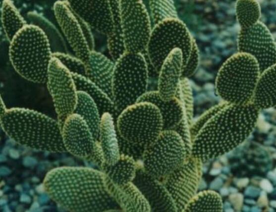 仙人掌怎么移植，用土覆蓋全根系、壓實(shí)土壤固定