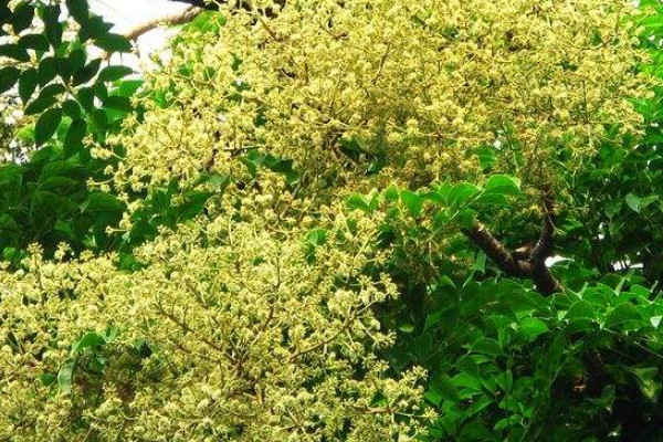 幌傘楓和幸福樹(shù)的區(qū)別