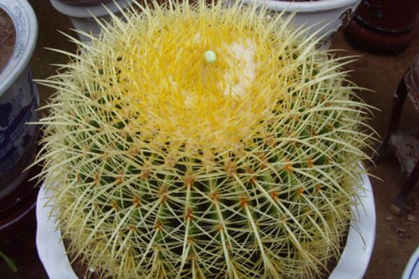 仙人球能放在臥室嗎，帶刺的植物不宜放臥室/放陽臺或者辦公室較好