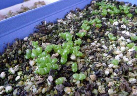 多肉碧光環(huán)種子種植，老農(nóng)總結(jié)最簡(jiǎn)單易學(xué)六點(diǎn)基本步驟