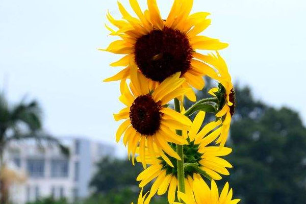 向日葵花的特點(diǎn)