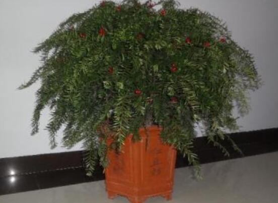紅豆杉適合室內(nèi)養(yǎng)嗎，具有凈化空氣、延年益壽作用
