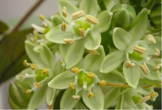 欣賞好看的萬(wàn)年青圖片，枝葉青翠、紅如珊瑚、艷似瑪瑙