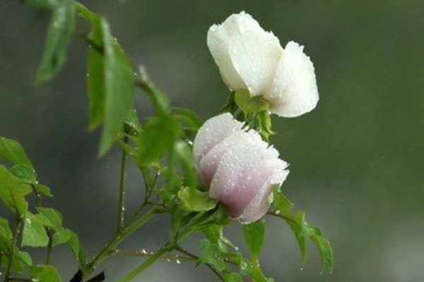 牡丹葉子蔫了怎么補(bǔ)救