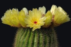 仙人球花的藥用價值，清熱解毒、行氣止痛、還能降血壓