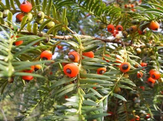 紅豆杉扦插繁殖方法，做好這五大方法便可生根發(fā)芽