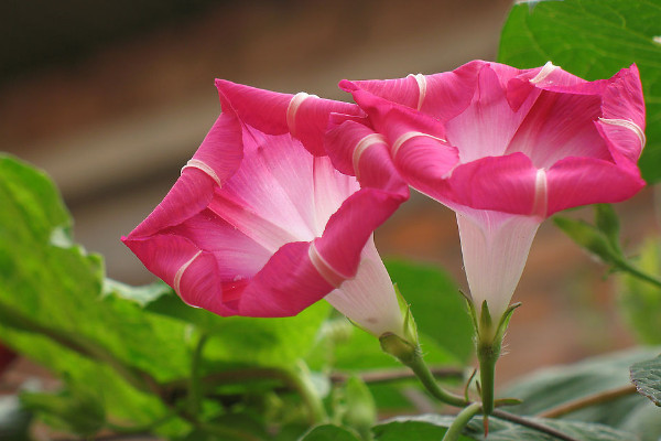 牽?；ㄩL得高是因為什么