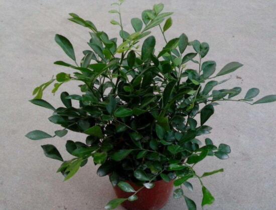 九里香剪枝后多久開(kāi)花，春季修剪最佳/百天后花開(kāi)爆盆