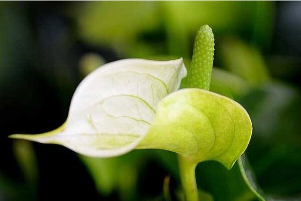 一帆風(fēng)順花可以放在臥室里嗎，可以放在臥室但要注意幾點(diǎn)