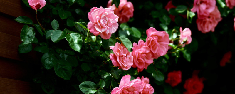 薔薇花秋天怎么養(yǎng)護(hù)