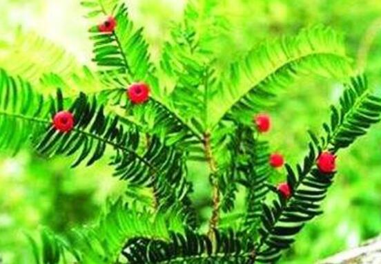 家里養(yǎng)紅豆杉風(fēng)水好嗎，起到延年益壽、幸福健康