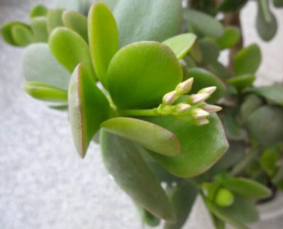 燕子掌的養(yǎng)殖方法和注意事項(xiàng)，老農(nóng)總結(jié)最實(shí)用八大養(yǎng)殖技巧