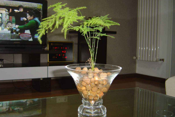 文竹可以水培嗎，可以水培需做好養(yǎng)護(hù)工作