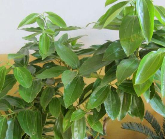 平安樹葉子發(fā)黑是怎么回事，三種原因以及解決方法